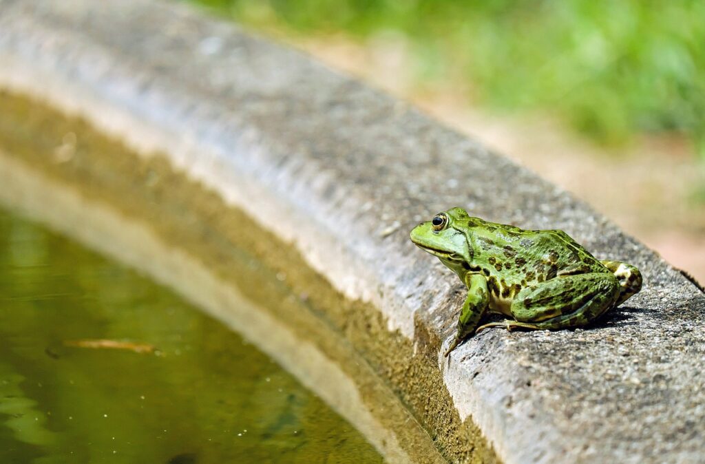 frog, water frog, animal